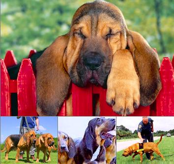 Bloodhound Rescue